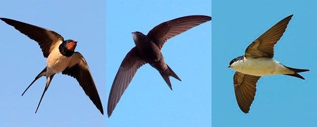 Los Tres Mosquiteros: vencejos, golondrinas y aviones, grandes aliados contra los insectos - Los Nidos de David