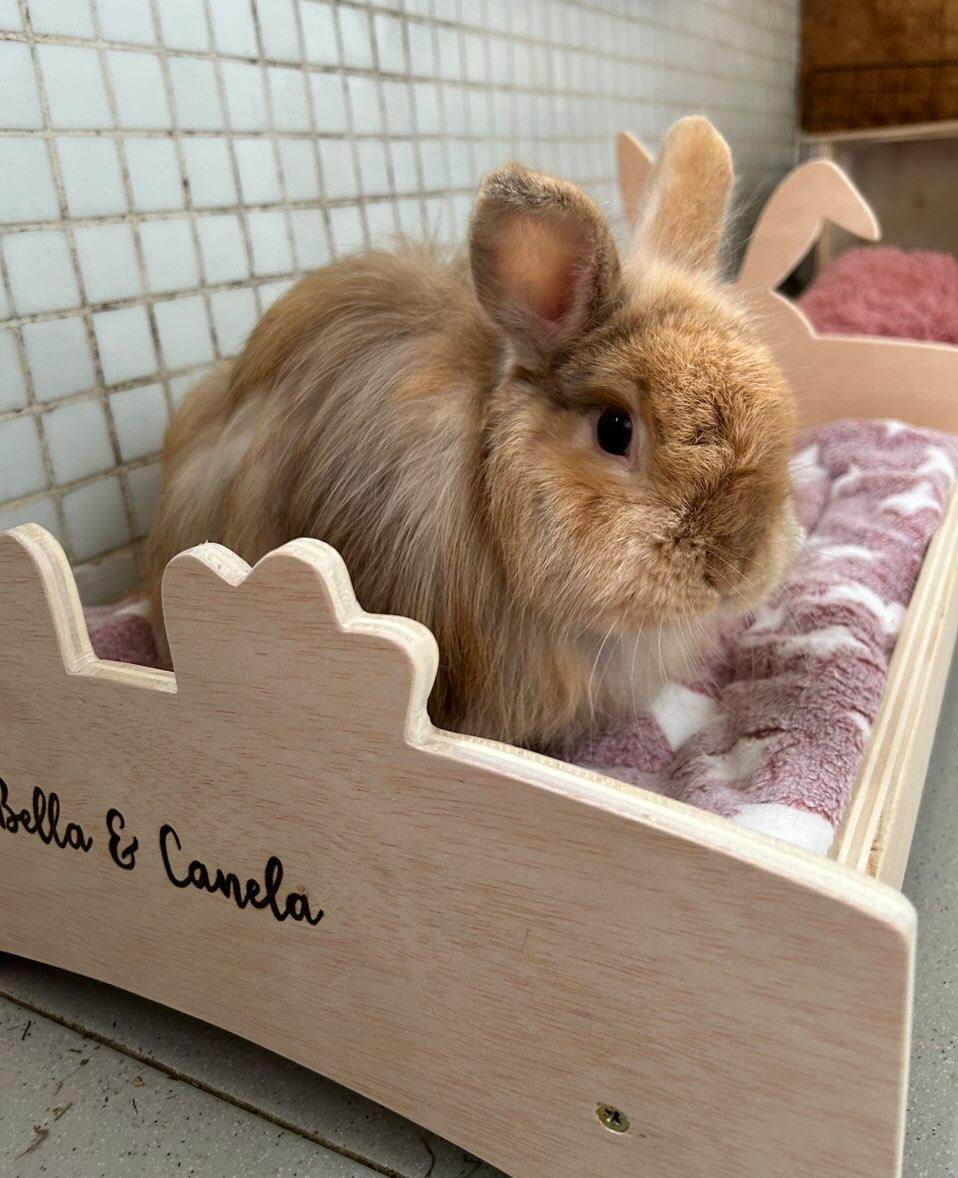 Cama para conejos - Los Nidos de David