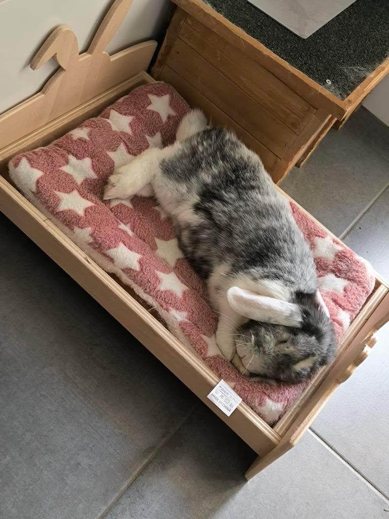 Cama para conejos - Los Nidos de David