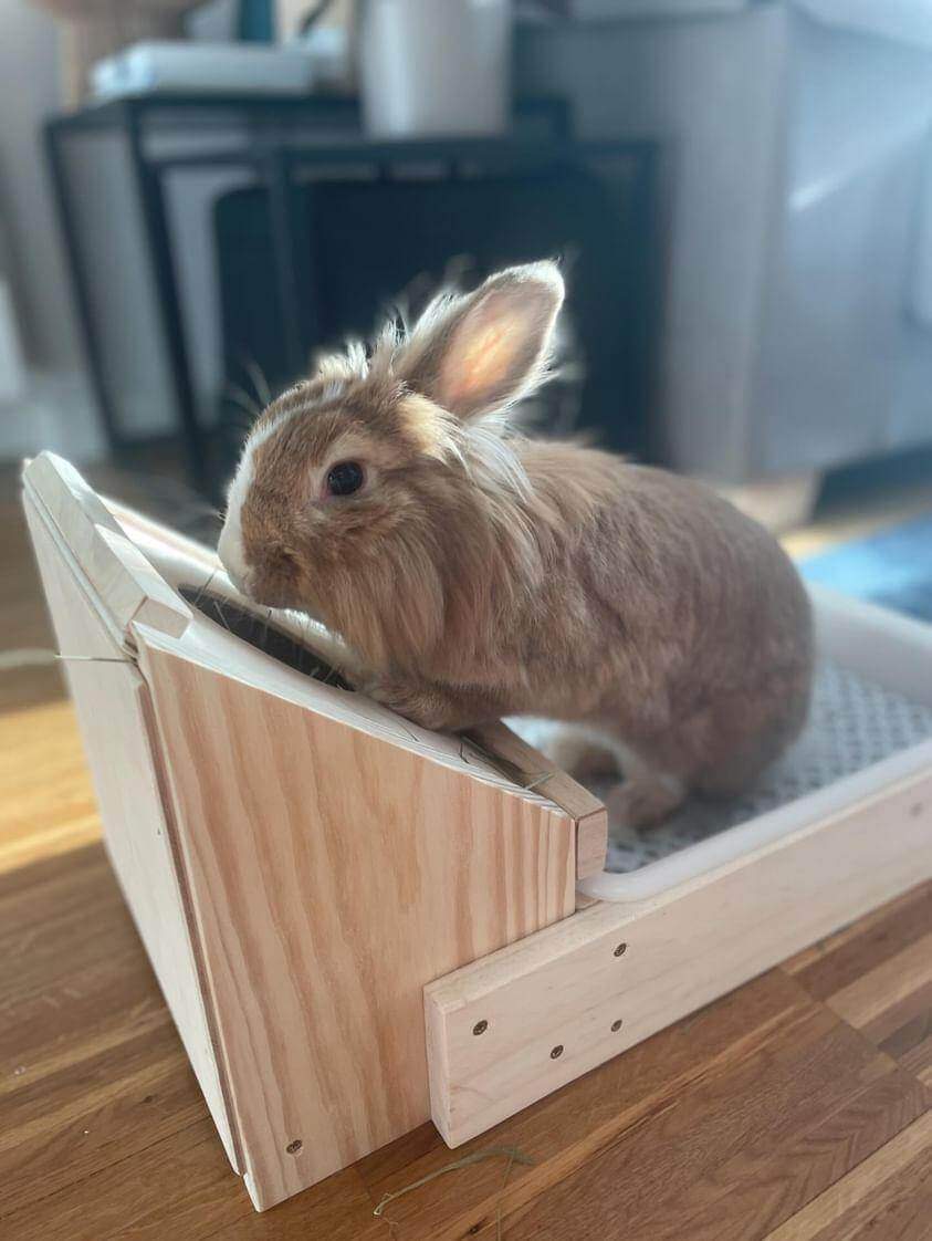 Henera especial rinitis - Los Nidos de David