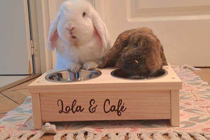 Comedero doble para conejos - Los Nidos de David