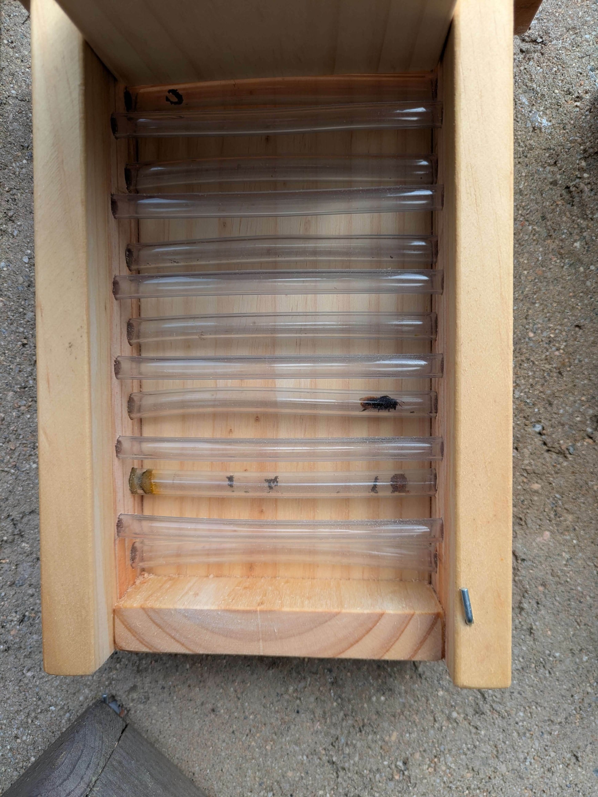 Hotel de observación para abejas solitarias - Los Nidos de David