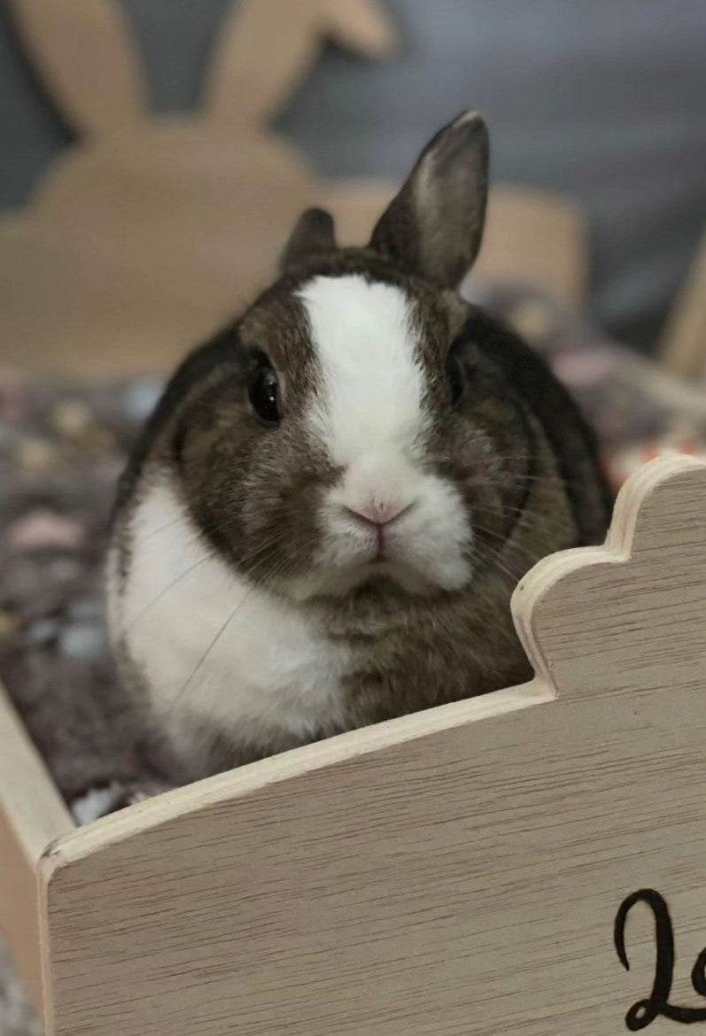 Cama para conejos - Los Nidos de David