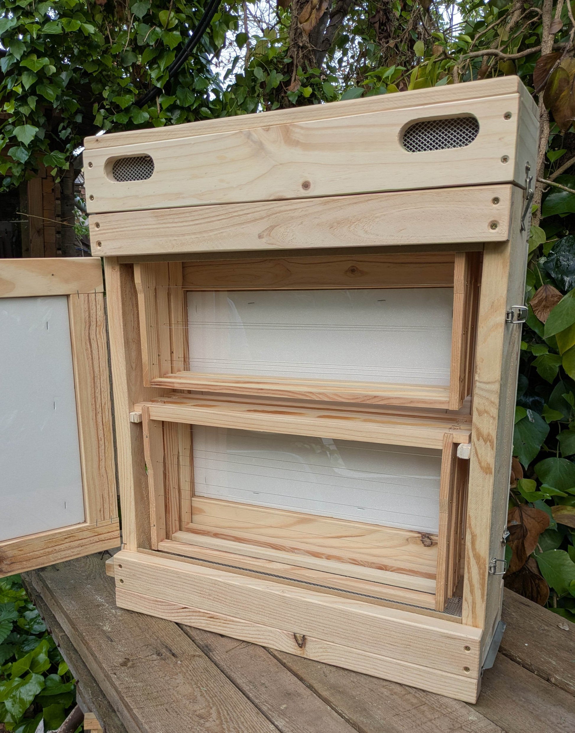 Colmena de observación para abejas melíferas - Los Nidos de David