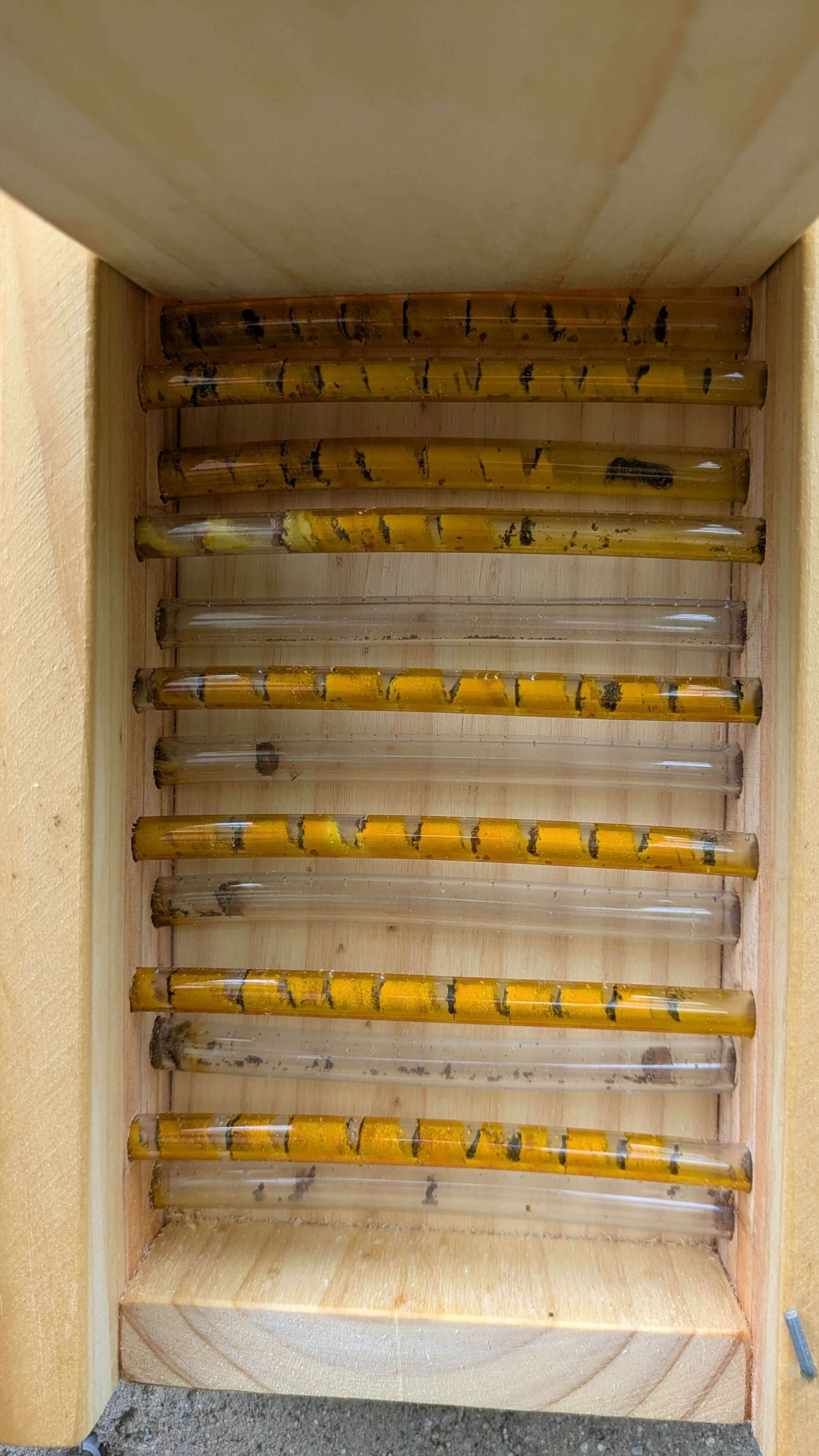 Hotel de observación para abejas solitarias - Los Nidos de David