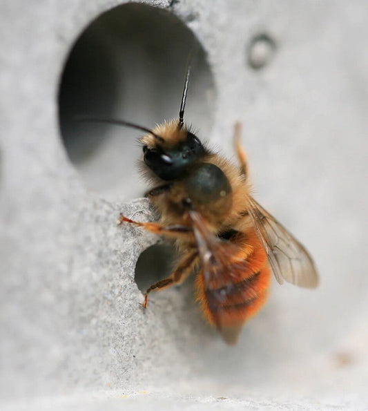 Abeja solitaria Osmia