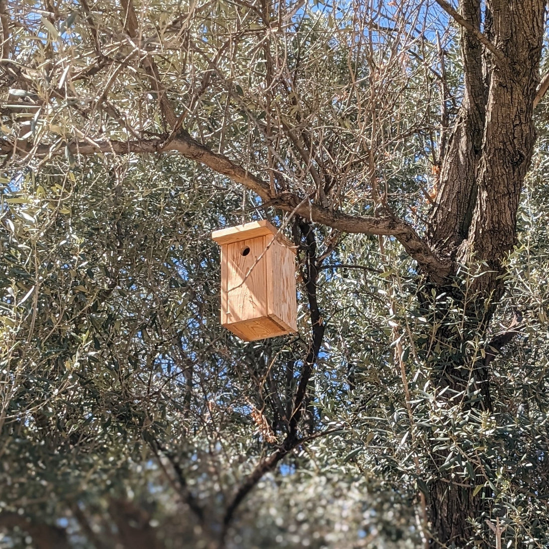 Cómo instalar una caja nido para aves