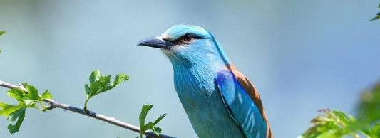 Carraca europea