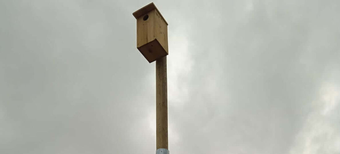 Medidas ambientales compensatorias en Plantas Solares Fotovoltaicas (PSFV) - Los Nidos de David