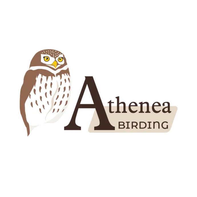 Athenea Birding