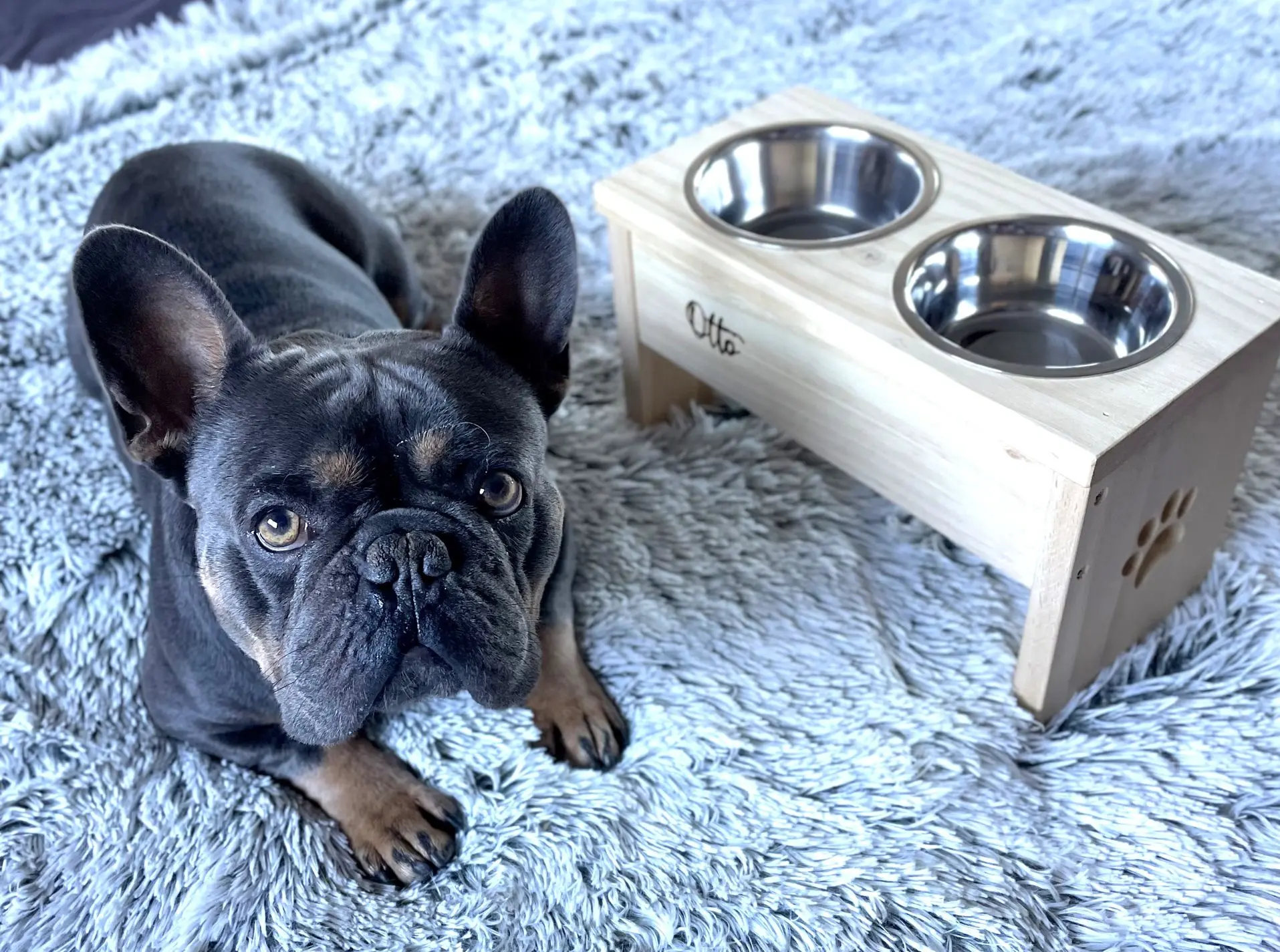 Comedero elevado para perros