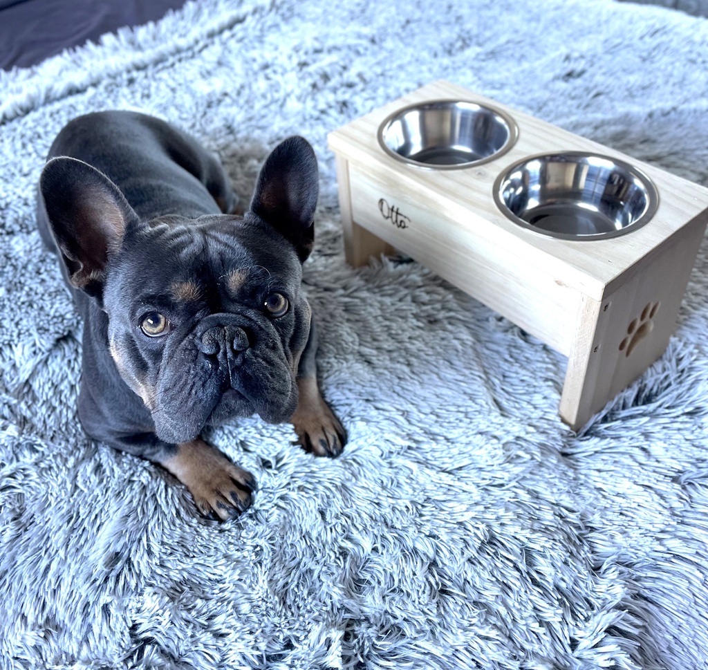 Comedero elevado para perros